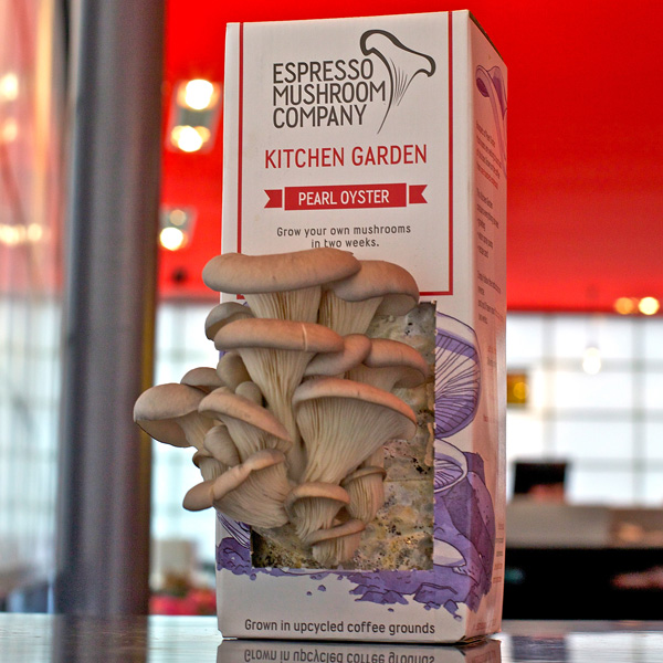 Pearl oyster mushrooms from Espresso Mushroom Company l www.FranglaiseMummy.com l French and English Parenting and Lifestyle Ramblings