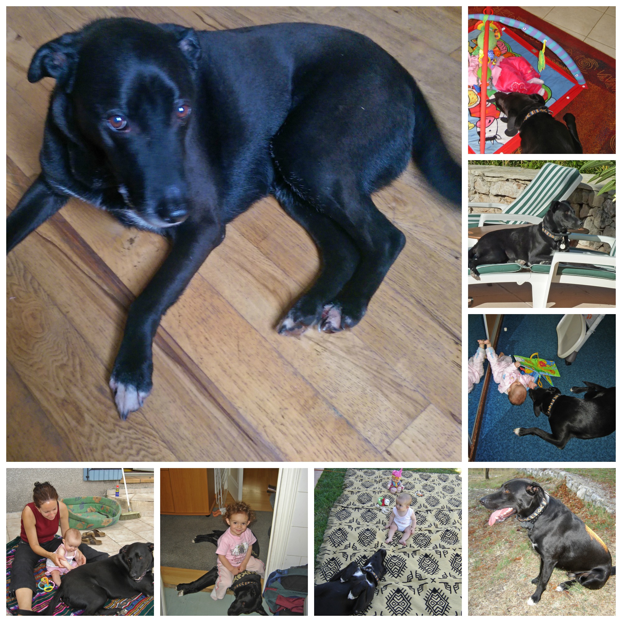 A collage of life with our dog l www.FranglaiseMummy.com l French and English Parenting and Lifestyle Ramblings